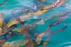USA, Alaska, Glacier Bay National Park. Close-up of kelp in water. Art Print